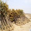 广玉兰 荷花玉兰 园林绿化 规格齐全 量大优惠 耐寒性好 开花植物