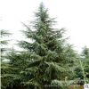 基地直销雪松 籽播苗 园艺景观植物 园林绿化 规格齐全 量大优惠