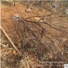 批发直销 红叶李 花色鲜艳 花灌木 规格齐全 园林绿化 量大优惠