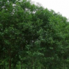 基地直供广玉兰小苗 行道树广玉兰 现挖现卖长期批发供应量大从优