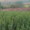 大叶女贞 园林绿化苗 种植大叶女贞树苗庭院地栽 高杆女贞苗