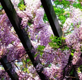 基地批发直供紫藤树紫藤花 苗圃供应基地批发 树形饱满 2公分