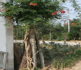 基地批发攀援植物凌霄 凌霄苗圃提供 可做庭院布置 净化空气