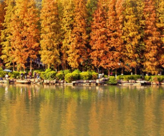 基地供应 盆栽水杉盆景 各种规格水杉生长快适应范围广 欢迎咨询