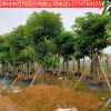 芒果树绿化工程基地供应量大从优