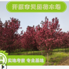 大量供应观花海棠 红色龙枝形绿化园林用苗 园林灌植物辽宁基地
