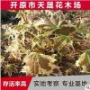 供应丛生形黄金枫 挪威槭夏雪绿化灌木园林植物 红哨兵园艺批发