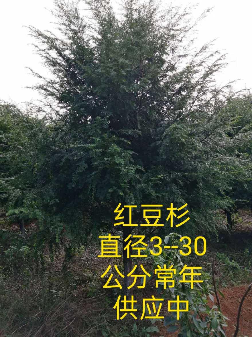 红豆杉，南方红豆杉