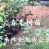 正宗新品种091无籽无核沃柑苗沃柑树苗果苗嫁接盆栽南北种植果树