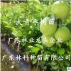枣树嫁接苗正宗台湾牛奶大青枣树苗特大南北方种植盆栽地栽青枣苗