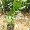 国宝级珍贵植物神秘果树苗四季变味果盆栽果树南北方庭院盆栽树苗