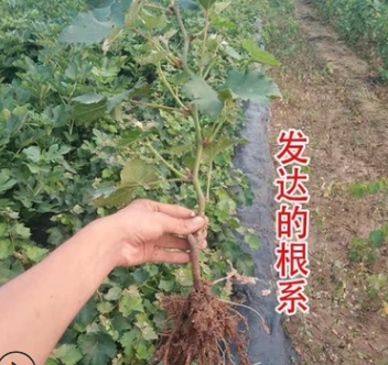 甜蜜蓝宝石葡萄树阳光玫瑰葡萄树南北庭院种植爬藤大葡萄嫁接果树