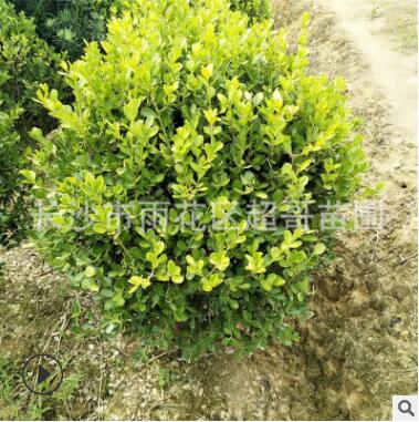 供应大叶黄杨 金叶黄杨 小叶黄杨 绿化工程篱笆树湖南基地直销