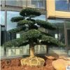 亮毅直销庭院景观绿化树造型罗汉松 树形优美 市政园林绿化树