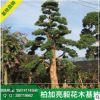 优价供应造型罗汉松 优质品种 大量现货 批发罗汉松 价格实惠