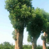供应精品香樟树苗木 景观绿化香樟树 规格齐全 现货供应 可批发