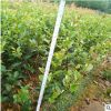 绿化苗木 株高25~35茶梅苗 苗圃基地直销 规格齐全 品种多样 价优