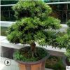 罗汉松绿化苗木盆景产地直销 工程单价 松美观大方 造型罗汉松