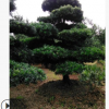 供应优质乔木造型罗汉松 苗圃直供 保证货源价格实惠 品种齐全