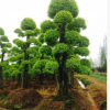 苗农直销 行道景观造型榆树 湖南特色景观树 树形漂亮成活率高