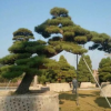 基地批发优质黑松 四季常青黑松树 工程绿化苗木 黑松价格实惠