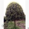 批发精品桂花树苗 直供庭院绿化景观苗木桂花苗供应 八月桂花树苗