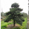 湖南基地直销 罗汉松树 造型罗汉松 绿化工程优质罗汉松苗木出售
