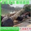 中东海枣杆高2.5-5米 价格800元 银海枣基地直供