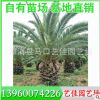 加拿利海枣 高度300 价格800元 基地直销 专业种植销售