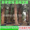 银海枣 中东海枣批发 杆高300-350 价格1250元