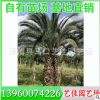 加拿利海枣 加拿利海藻 杆高50-300 价格480元 园林景观供应