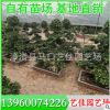 造型榕盆景 造型榕桩头 高1.5米-1.8米 价格600元 漳州基地直供