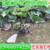 春羽袋苗 春羽小苗 高度25-30 冠幅25-30 价格1.3元 漳州基地直供