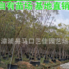 蓝花楹 胸径12-25公分 价格800元 漳州基地直销 风景树行道树