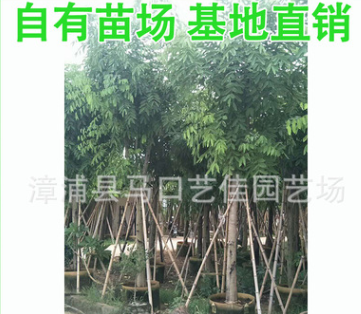 腊肠树 胸径12公分 价格800元 常年批量批发 优质风景树