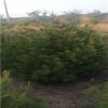 营养杯白皮松30公分--1米，1--4米大田白皮松量大