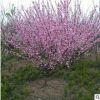 批发榆叶梅 小桃红 大花榆叶梅 园林绿化 规格齐全 园艺观花植物