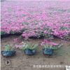 花海用花丛生福禄考 芝樱 一二年生 宿根草本花卉 福禄考