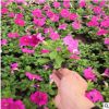 垂吊牵牛种植基地小区绿化项目承接时令草花 青州矮牵牛小花批发