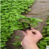 多年生草花二月兰 苗圃直销时令草花二月兰 观赏草二月兰供应