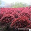 大量批发红石楠球 红石楠球价格 红石楠球自销 红石楠球产地