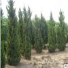 基地直销龙柏树 直升龙柏 龙柏价格 高杆龙柏 龙柏条 龙柏工程苗