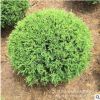 大量批发桧柏球 蜀桧球 塔柏球 圆柏球 园林绿化工程 量大优惠