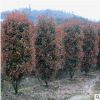 红叶石楠柱 红叶石楠柱价格 产地自销 批发红叶石楠柱