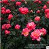 大花月季 香水月季 花色美丽 花朵大 园艺观花植物 价格低 大量