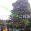 金丝楠木小树.大树.规格齐全.量大重优.现场起树.包手续包上车
