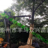 金丝楠木小树.大树.规格齐全.量大重优.现场起树.包手续包上车