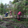 金丝楠木树 低价批发 大小规格都有 现场看树起苗 叶子小带金丝边