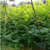 陕西火炬供应_火炬树报价_火炬树基地