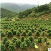 基地直销红豆杉盆景苗 盆栽造型南方红豆杉精品树 量大优惠